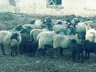 Овцы рамановские объявление продам