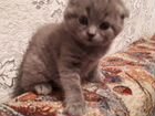 Котёнок породы Шотландский объявление продам