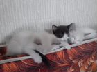 Троя маленьких сиамских котят объявление продам