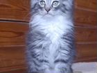 Шикарные котята редкой породы норвежская лесная объявление продам