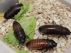 Мадагаскарский шипящий таракан объявление продам