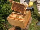 До 30-ти пчелиных семей объявление продам