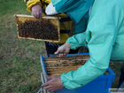 Пчелосемьи. пчелопакеты объявление продам