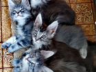 Котята породы Мейн-Кун объявление продам
