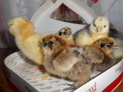 Цыплята суточные разных пород,яйцо