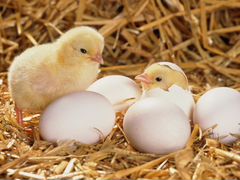 Куриное домашнее яйцо для инкубации