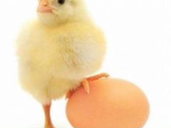 Яйца и цыплята
