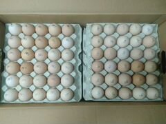 Инкубационные яйца бройлеров и молодняк