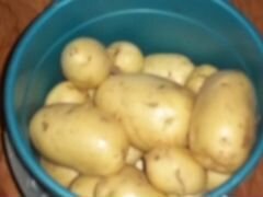Картофель гала