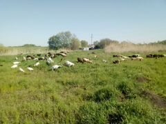 Овцы бараны курдючной породы козы козлята нубийски