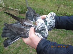 Продам Николаевских голубей в кол-ве 100 штук
