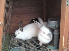 Кролики 6 месяцев