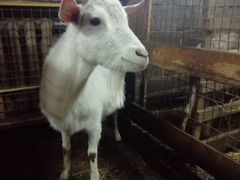 Продам дойных коз