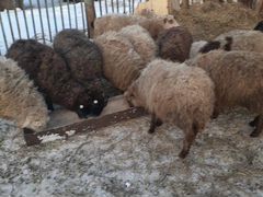 Продаются бараны и овечки на Курбан Байрам