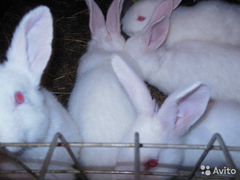 Кролики (Молодняк)