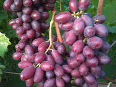 Саженцы винограда,элитных сортов