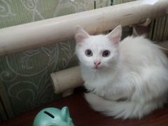 Кошечка белая