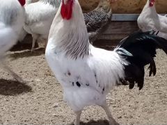 Петухи и курицы породы Адлеровские и Кучинские