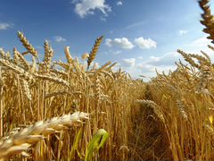 Пшеница, Кукуруза, Жом