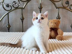 Очаровательный котенок из питомника Kalani