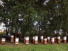 Пасека на 20 пчелосемей