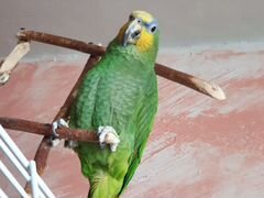 Попугай Венесуэльский Амазон
