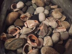 Ракушки и камни для аквариума