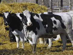 Коровы голштинской породы