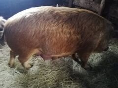 Свиноматка Венгерская-Мангалица