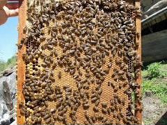 Пчелы,пчелосемьи