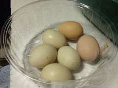 Яйцо мускусной утки(индоутки)