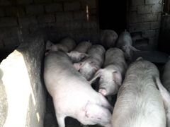 Свиньи поросные