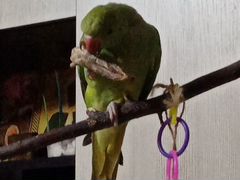 Продам ожерелового попугая