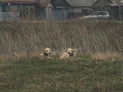 Пропали собаки породы русская гончая
