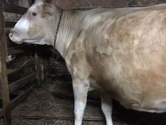 Корова Симентальской породы три отела