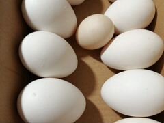 Яйца гусиные и куриные инкубационные