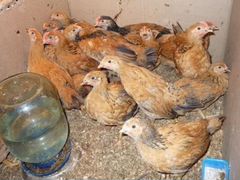 Продаются цыплята несушки, порода Кучинские яично