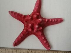 Звезда морская
