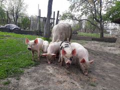 Продам свинью с поросятами