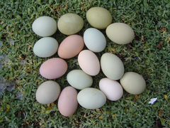 Инкубационное яйцо кур амераукана