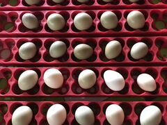 Яйцо фазана на инкубацию