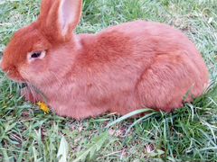Самка кролика сукрольная новозеландская
