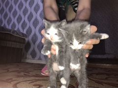 Котята в хорошие руки)