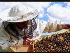 Пчёлы на рамках Дадан