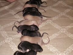 Крысята метисы дамбо