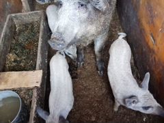 Венгерская Мангалица (девочка) свиноматка