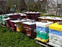 Пчелопакеты, пчелиные семьи