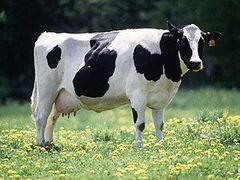 Продается корова