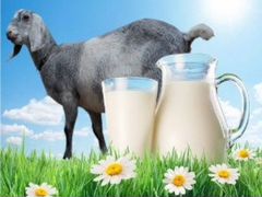 Молоко Нубийских коз