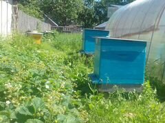 Пчелосемьи,рои,улья,отводки,продукты пчеловодства